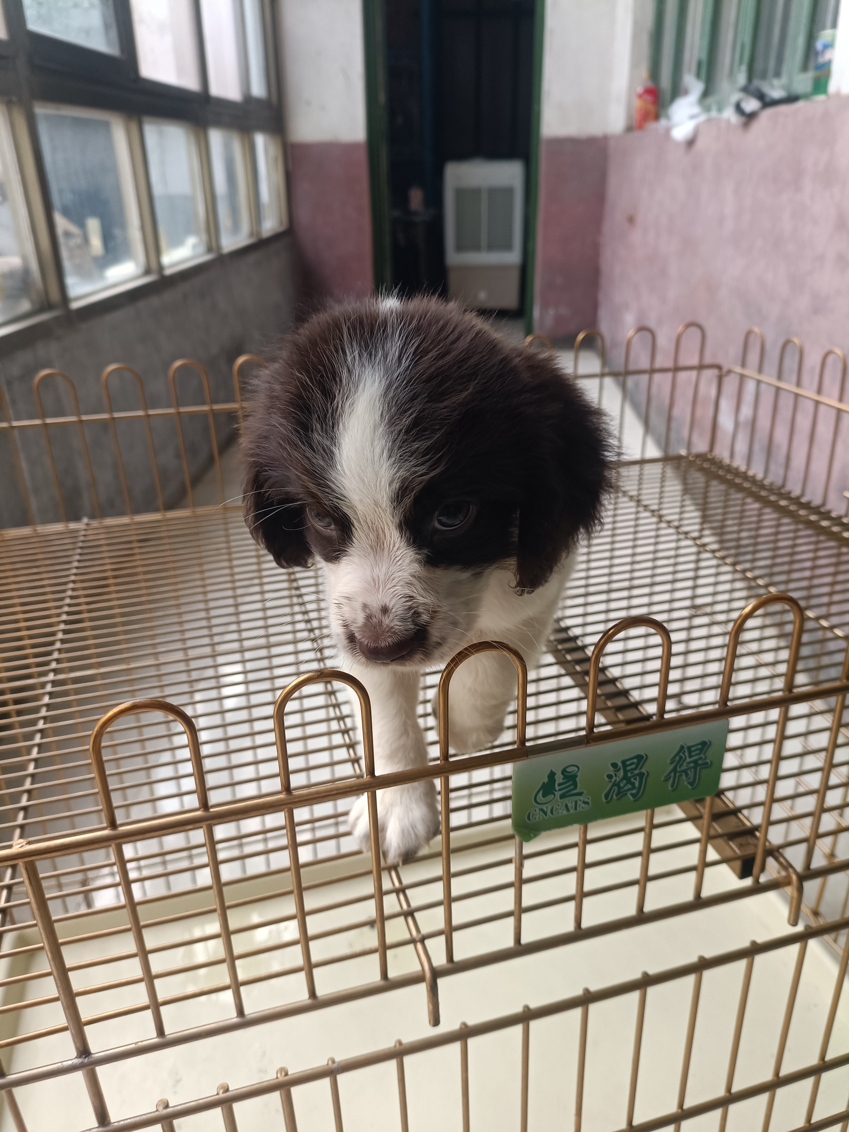史宾格犬，活泼，可爱，支持平台下单，视频看狗。都是现货